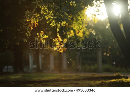 Beautiful sunset in autumn park