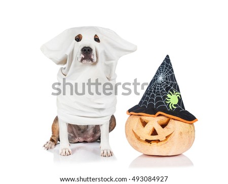 Funny dog dressed like a ghost sitting near a halloween pumpkin