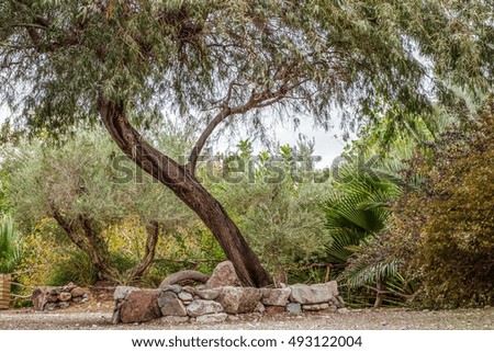 Tipped tree in botanic garden of Eilat, Israel