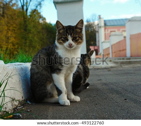 Two cats with white collar