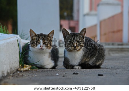 Two cats with white collar