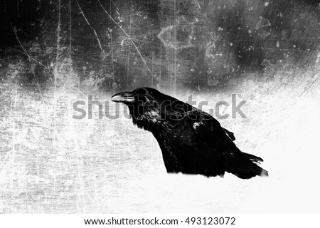 Birds - Black raven in moonlight. Scary, creepy, gothic setting. Cloudy night. Halloween. Old photograph stylized with scratches and dust. Old, analog photography filter.