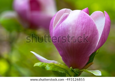 Pink magnolia flower at branch tip with green background, close-up, semiopen white petals, young fresh leaves