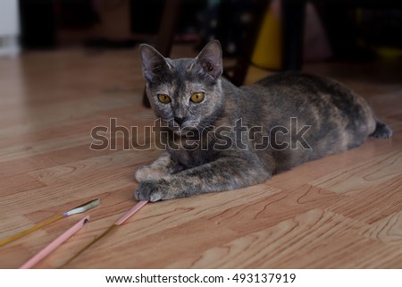 Portrait of little tiger cat with brown eyes and black shade are ducking on wooden floor beside thai instrument, we called  "chinese cymbalo"
