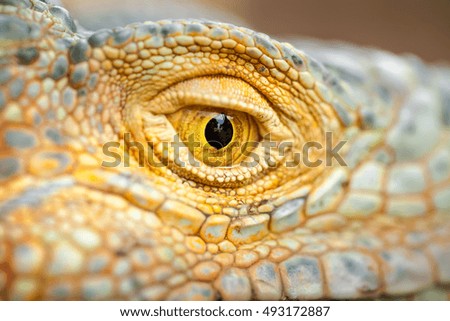 Amazing close up photo eye of green lizard iguana on background scenic tropical green nature at sunny summer day