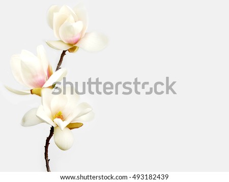 Beautiful magnolia flower bouquet blooming on white background