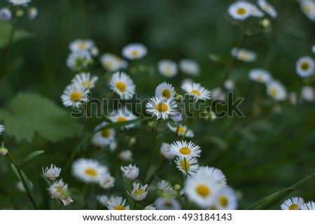 Several flowers similar to daisy on a green background.