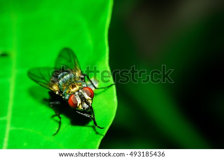 close-up of eyes of a fly on a green leaf