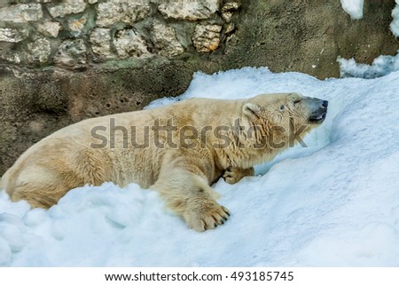 Polar bear on a hot day sitting on the snow.