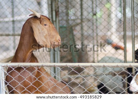 The brown goat is in the cage