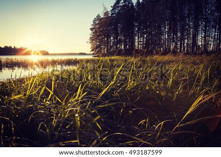 Sunset at the low point of view. Grass in the front. Forest in the background out of focus. Image has a flare and vintage effect added.