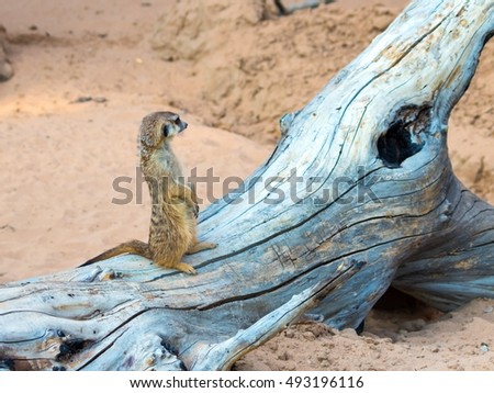 Suricata suricatta