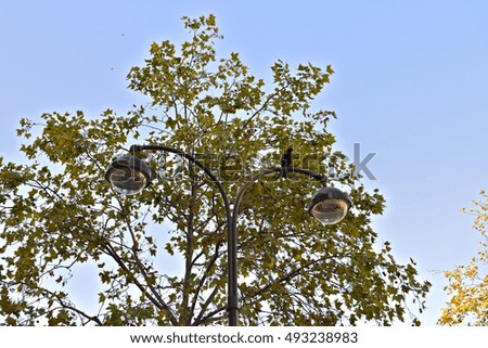 Crow on a lamppost, Paris