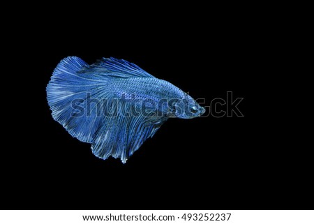Capture the moving moment of big ear siamese fighting fish isolated on black background.