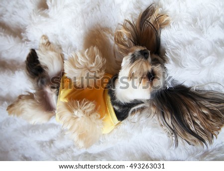 a cross between a Maltese and a Yorkshire Terrier