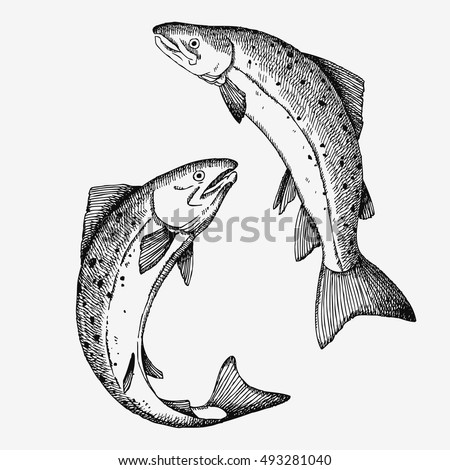Jumping Salmon fish. Hand drawn illustration. 