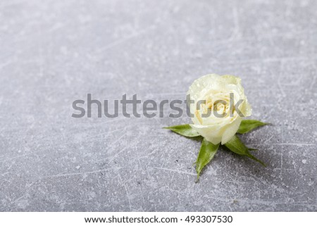 White Roses on a gray Background.Fresh,Little Flowers with water droplets.Selective focus.Close up.Macro.Copy space.