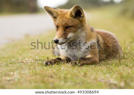 Young Red Fox Lying on the Grass