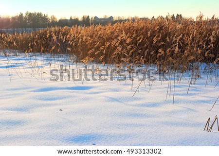 Charot grass in the snow on a background of trees. Winter landscape. Winter herbs, Belarus