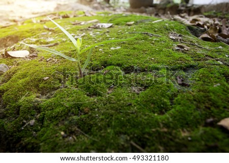 Grass and moss outdoor in a forest.