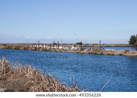 Pelicans sitting on a levee, Sunnyvale, California