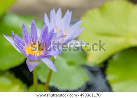 Violet Lotus Flower Closeup picture of purple lotus