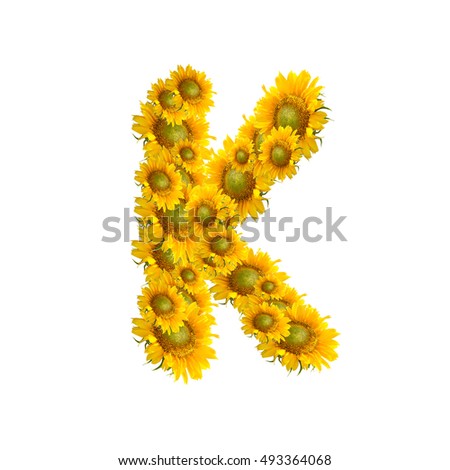 Letter K alphabet with sunflower. 