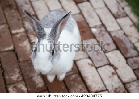 single cute white and grey color rabbit on brick ground focus on face