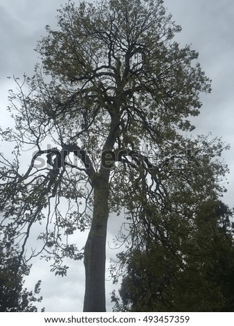 spooky tree against dreary sky