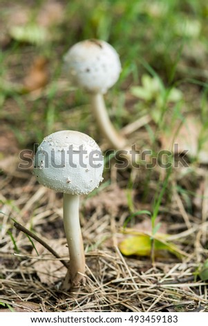 Psilocybin mushroom, also known as Magic Mushroom
