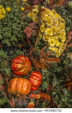 Colorful still life of ornamental pumpkins