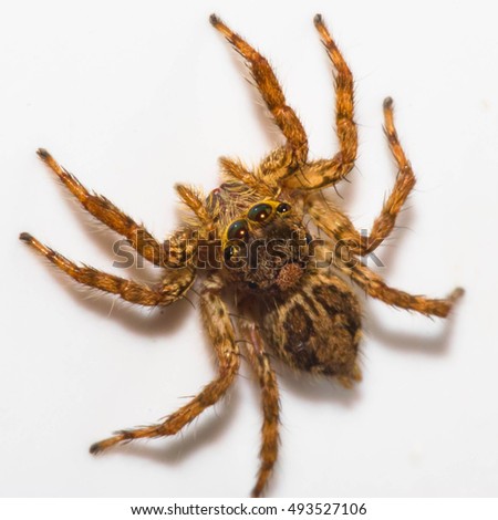 Brown Spider