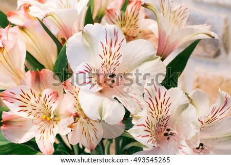 Bouquet of pink and white Alstroemeria. Natural floral background. Lily of the Incas