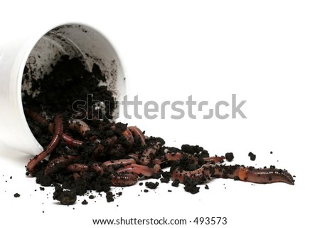 earth worms, the great escape. a cup of worms tipped over with the worms fleeing - focus on lead worm and shot over white