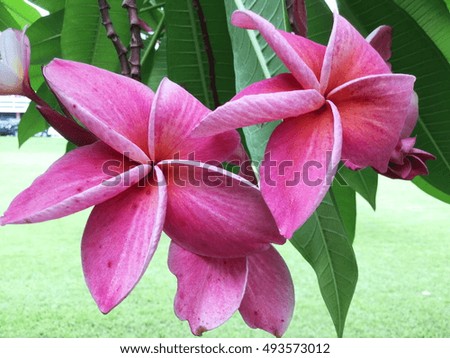 Pink frangipani flower.