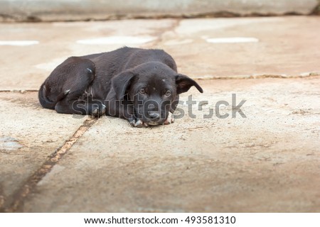 Lonely Black Dog Sleeping on Asphalt Road
 Royalty-Free Stock Photo #493581310