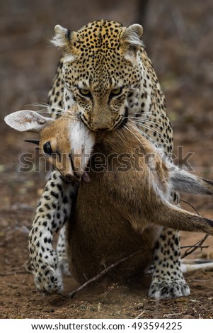 Leopard with antelope kill close up.