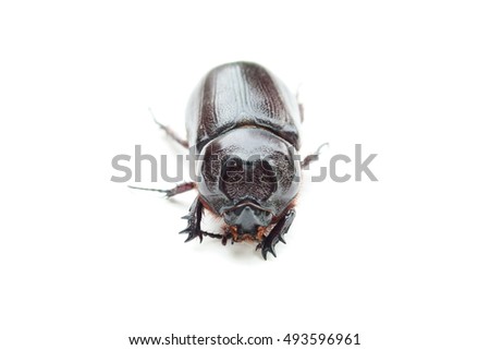 Nature black beetle isolated on white background