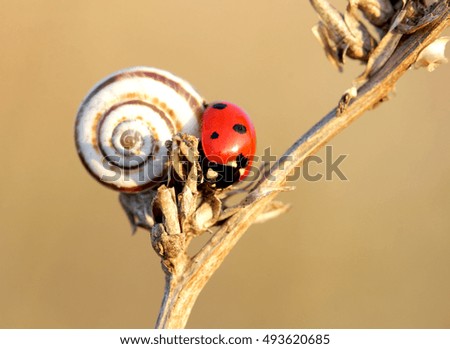 
snail and a ladybird sitting on a branch
