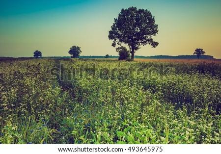 Vintage photo of summer sunrise over blooming buckwheat field with weeds. Foggy morning over field and tree.