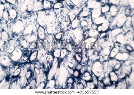 Histological sample Elastic Tisue cross section under the microscope

