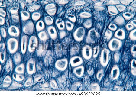 Histological sample Elastic Tisue cross section under the microscope

