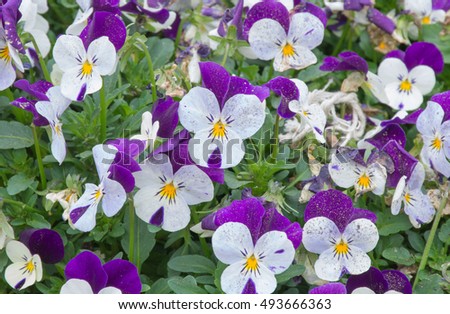 Pansy flowers in a flowerbed - celebration of spring