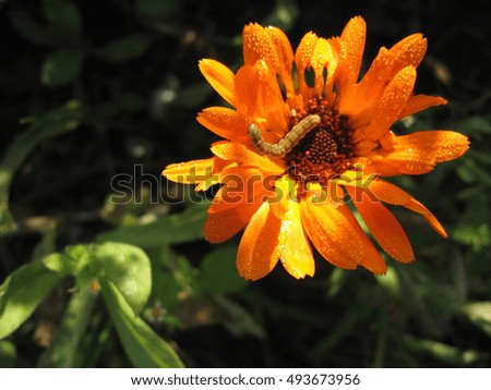Orange calendula flower in the garden. Photo for your design. Caterpillar on a flower.