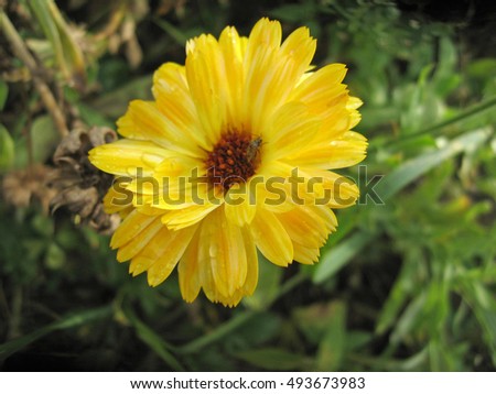 Yellow calendula flower in the garden. Photo for your design.