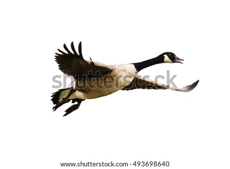 Exempted flying Canada goose against white background Royalty-Free Stock Photo #493698640