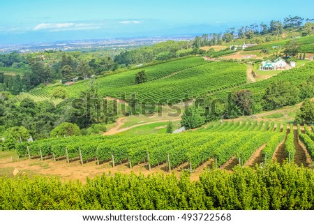 Aerial view of a farm winery in green grapevine. Constantia Valley in South Africa. World famous Wine Route 15 mins from Cape Town. Royalty-Free Stock Photo #493722568