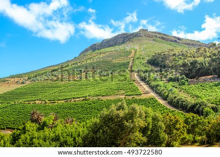 Spectacular wine-growing on the slopes of a hill. Constantia Valley in South Africa. World famous Wine Route 15 mins from Cape Town. Royalty-Free Stock Photo #493722580