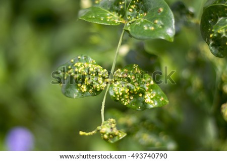 plant disease and Aphids,The disease leaves kink Royalty-Free Stock Photo #493740790