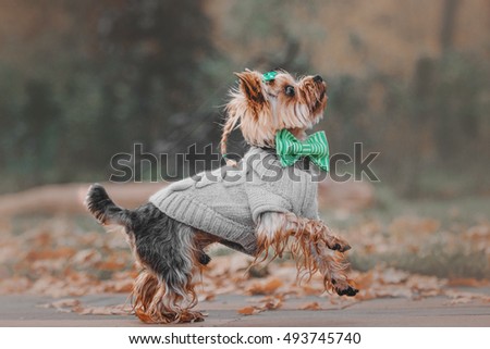 Yorkshire Terrier wearing a sweater in the autumn background. Dressed dog. Cute pet. Accessories for dogs
